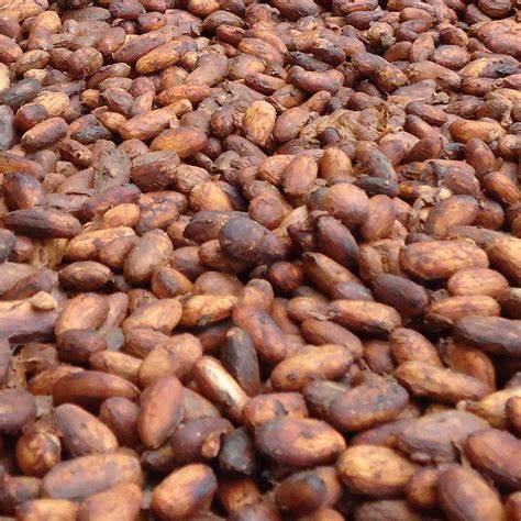 Fèves de Cacao