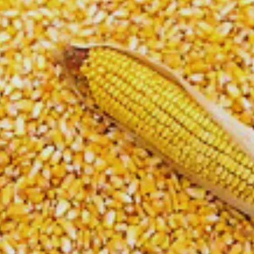 Grain de maïs